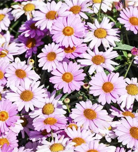 Argyranthemum frutescens, rosa