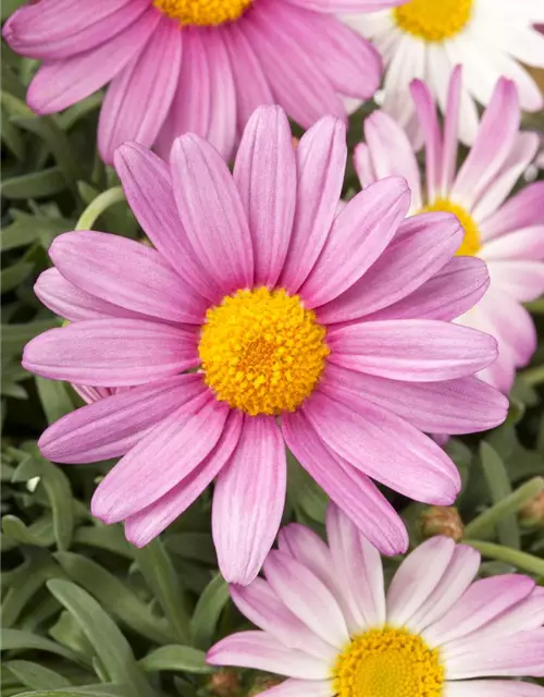 Argyranthemum frutescens, rosa