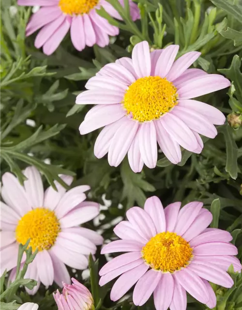 Argyranthemum frutescens, rosa