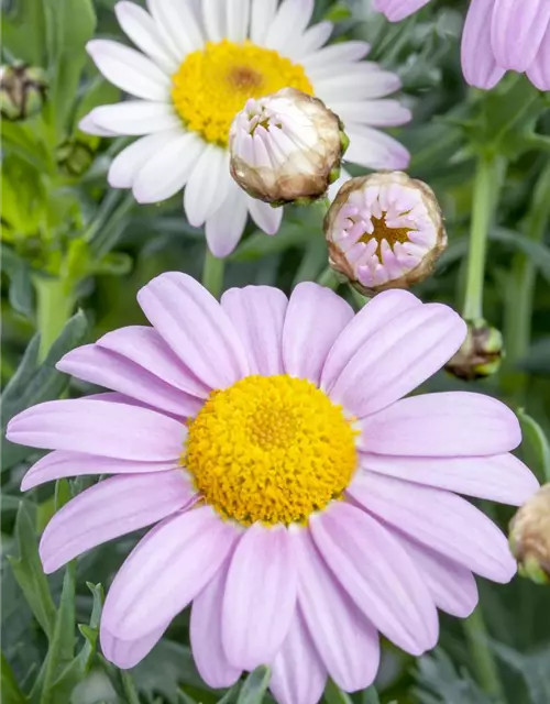 Argyranthemum frutescens, rosa