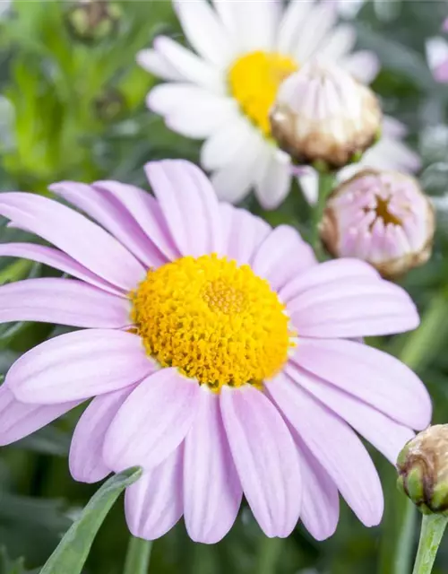 Argyranthemum frutescens, rosa