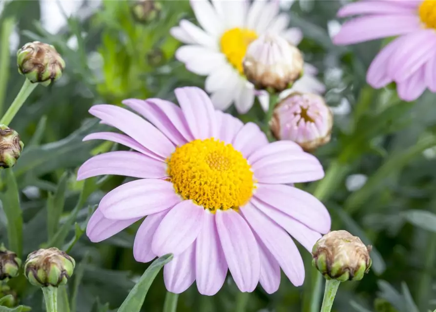 Argyranthemum frutescens, rosa