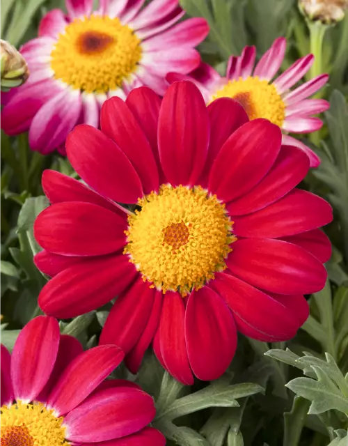 Argyranthemum frutescens, rosa