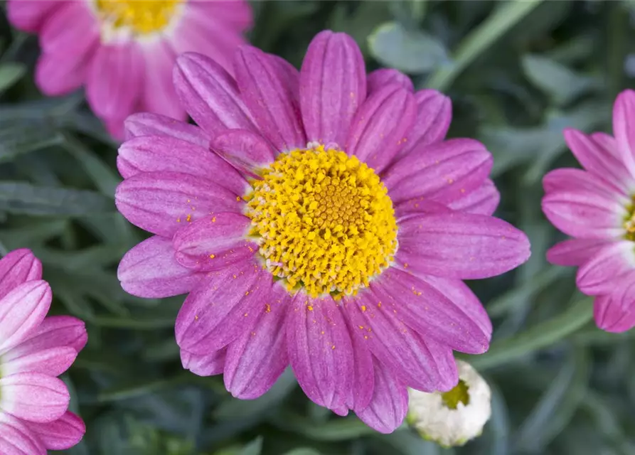 Argyranthemum frutescens, rosa