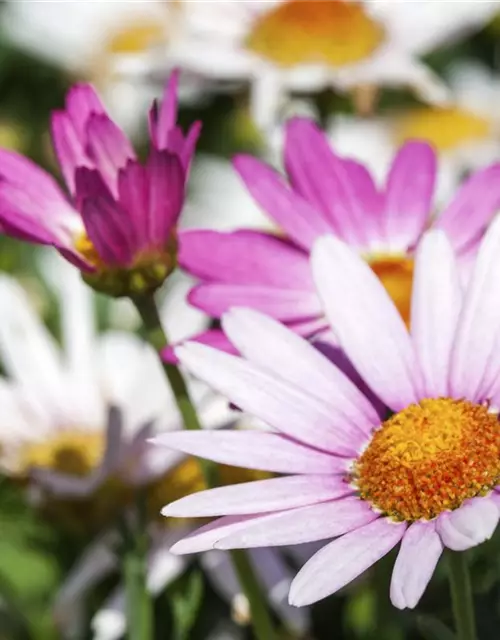 Argyranthemum frutescens, rosa