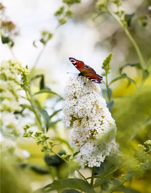 Buddleja davidii