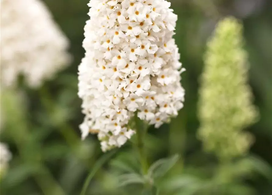 Buddleja davidii