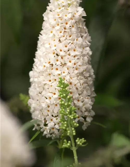 Buddleja davidii