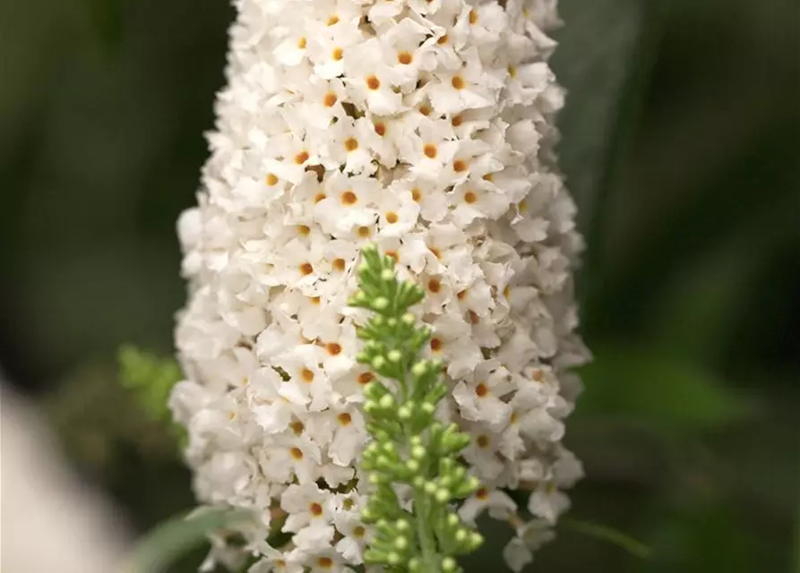 Buddleja davidii