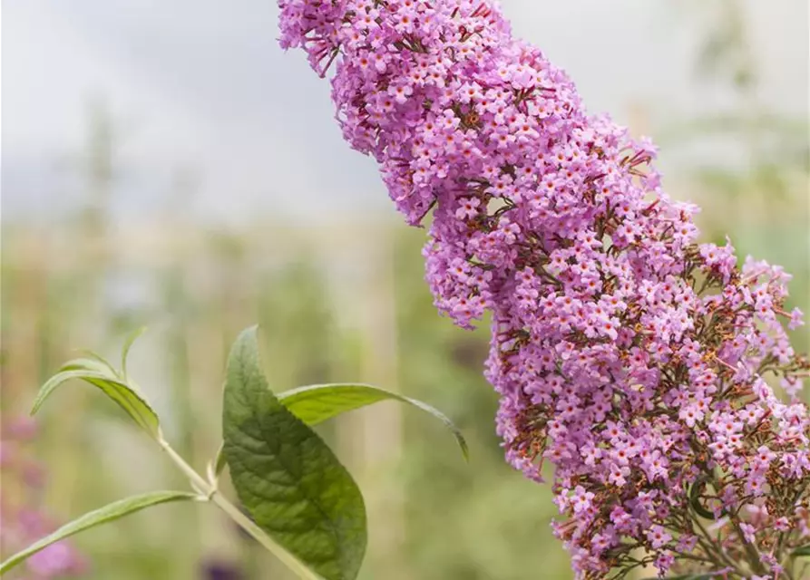 Buddleja davidii