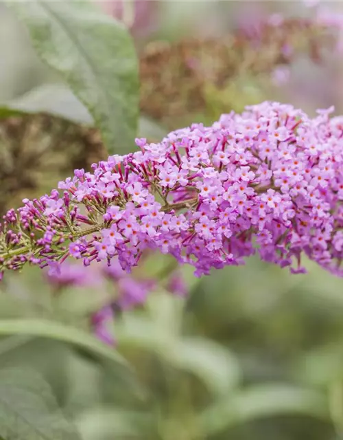 Buddleja davidii