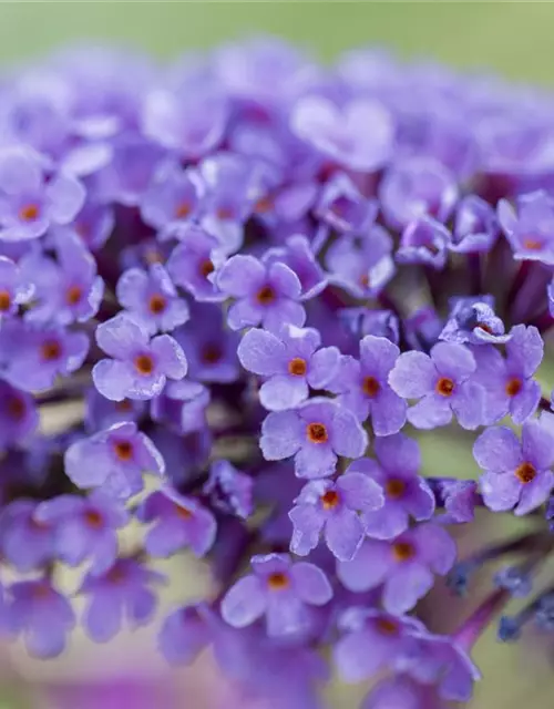 Buddleja davidii