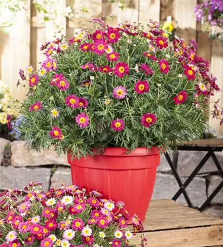 Argyranthemum frutescens, rot