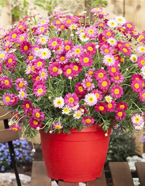 Argyranthemum frutescens, rot