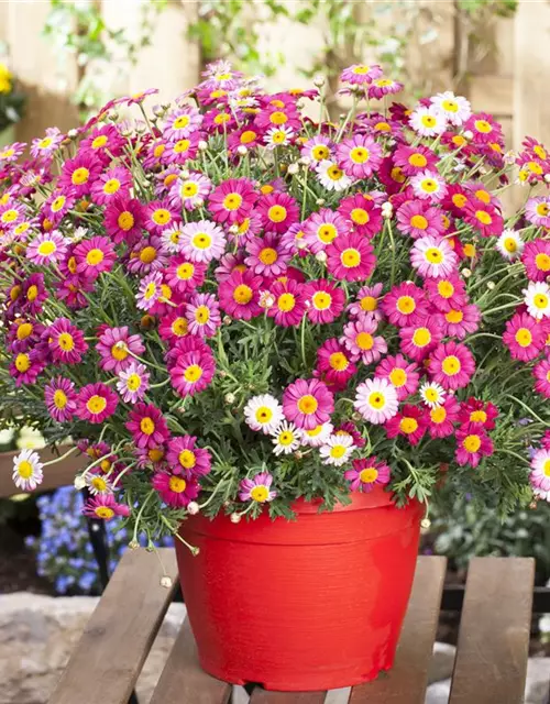 Argyranthemum frutescens, rot