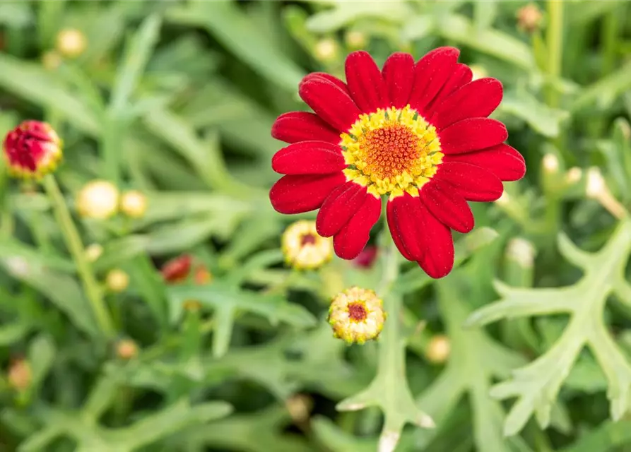 Argyranthemum frutescens, rot