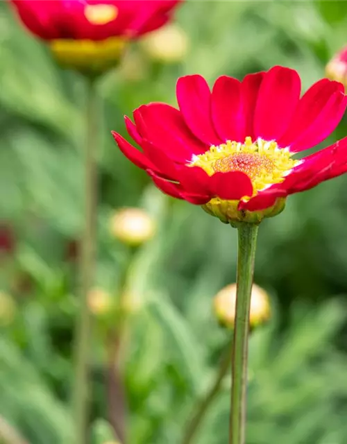 Argyranthemum frutescens, rot