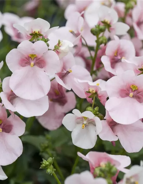 Diascia