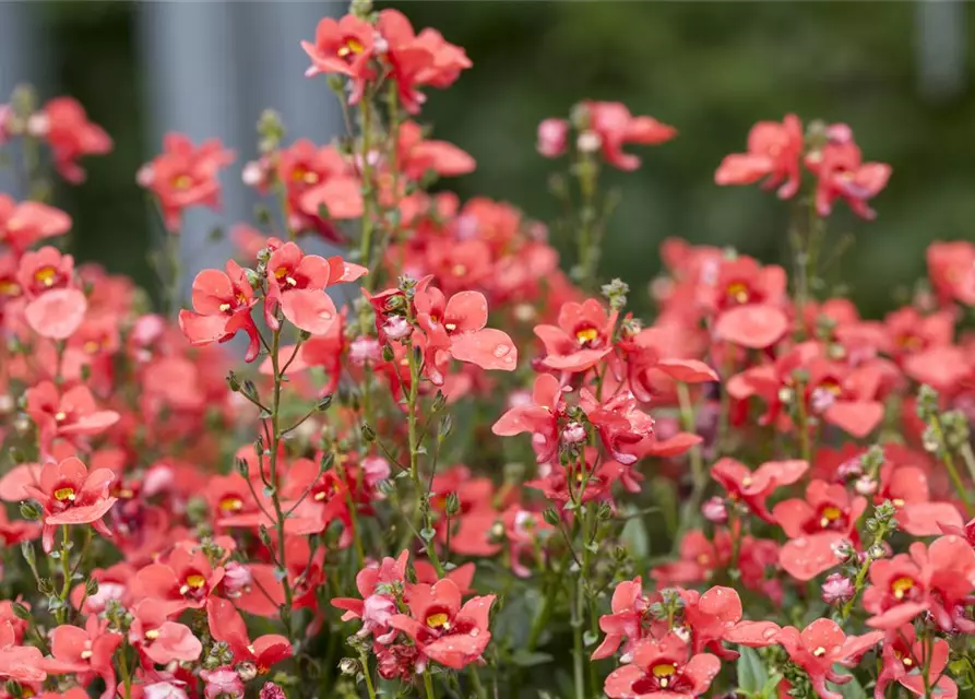 Diascia