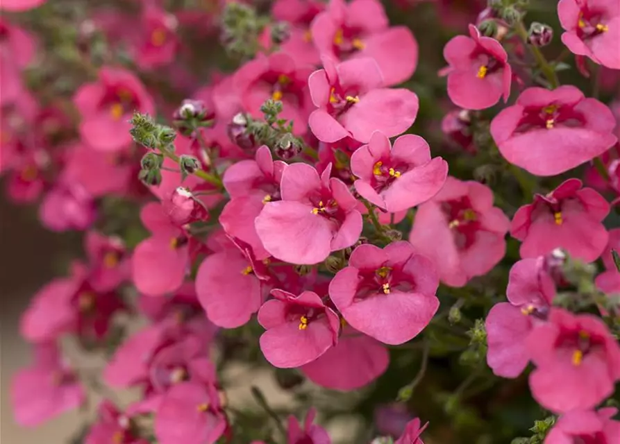 Diascia