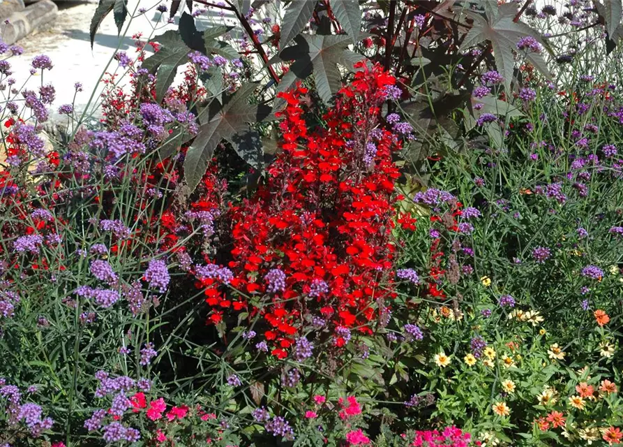 Diascia