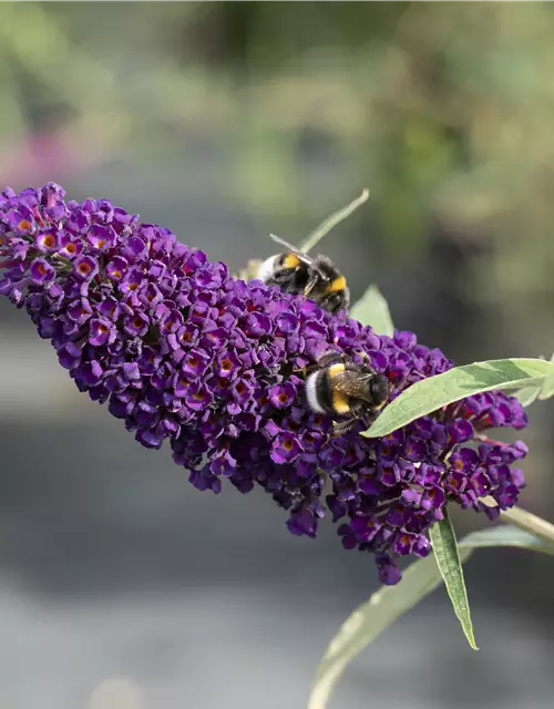 Buddleja davidii 'Black Knight'