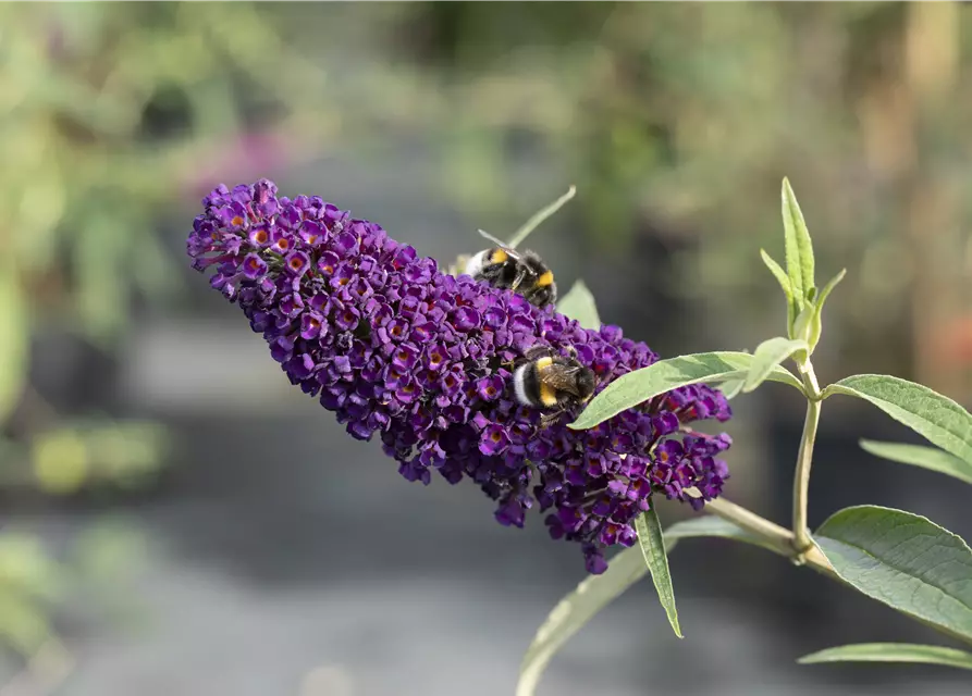 Buddleja davidii 'Black Knight'