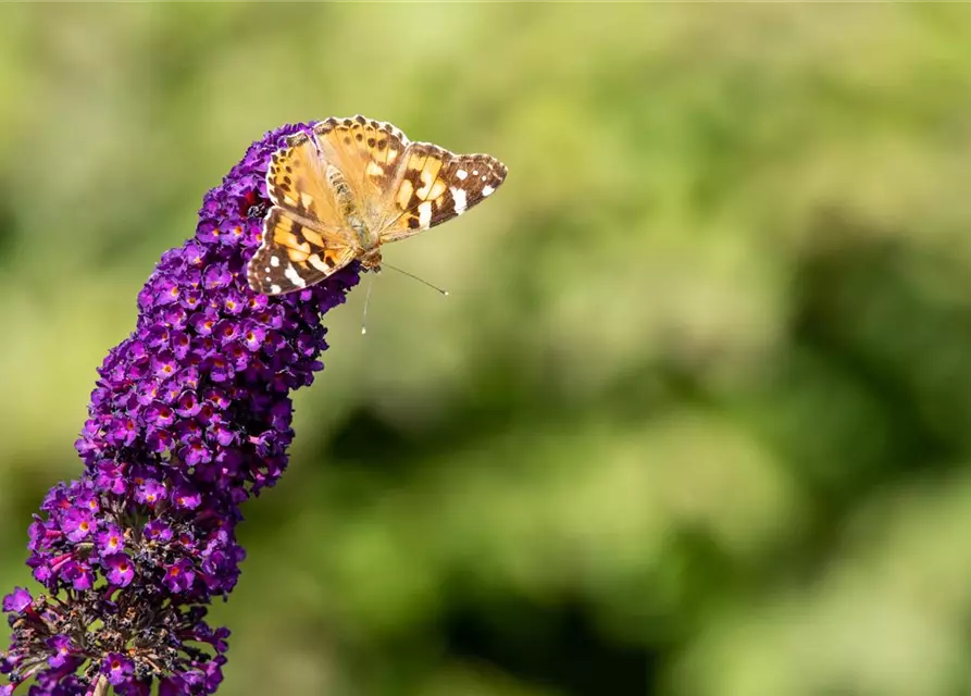 Buddleja davidii 'Black Knight'