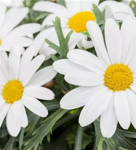 Argyranthemum frutescens, weiß