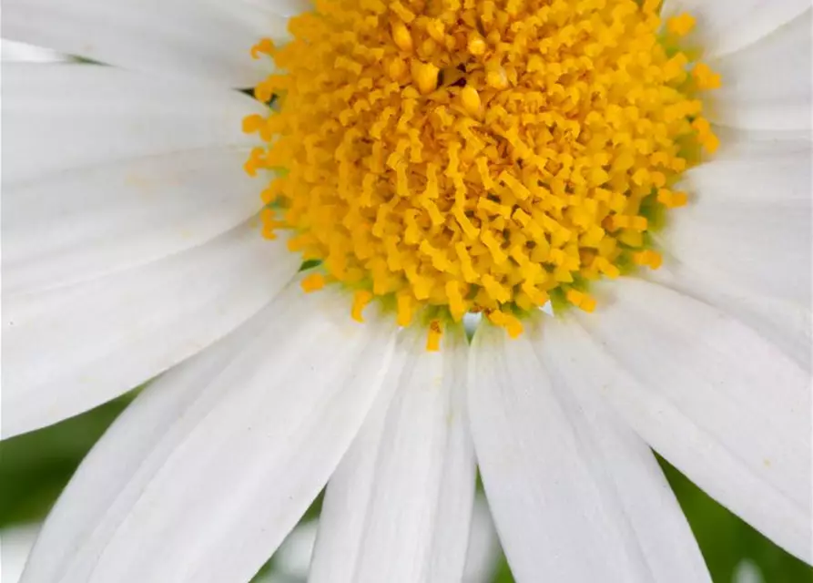 Argyranthemum frutescens, weiß