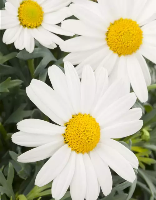 Argyranthemum frutescens, weiß