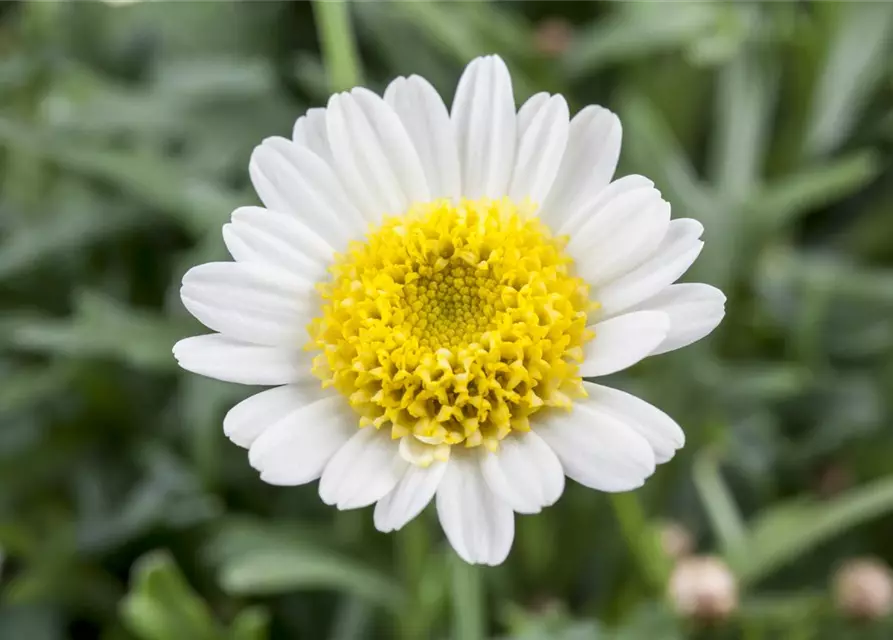 Argyranthemum frutescens, weiß