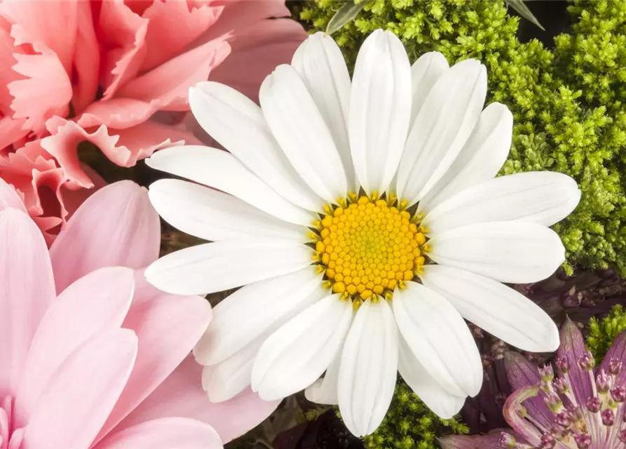 Argyranthemum frutescens, weiß