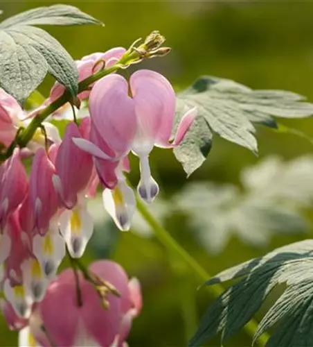 Dicentra spectabilis