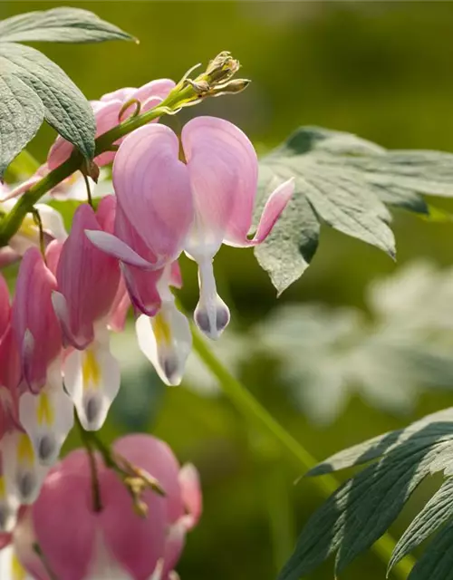 Dicentra spectabilis