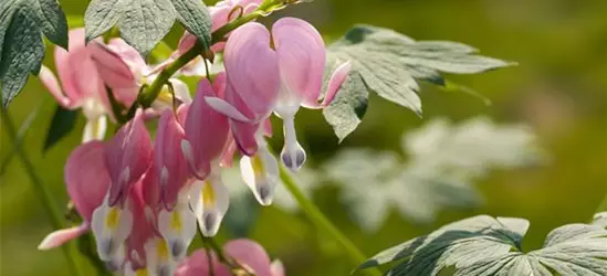 Dicentra spectabilis