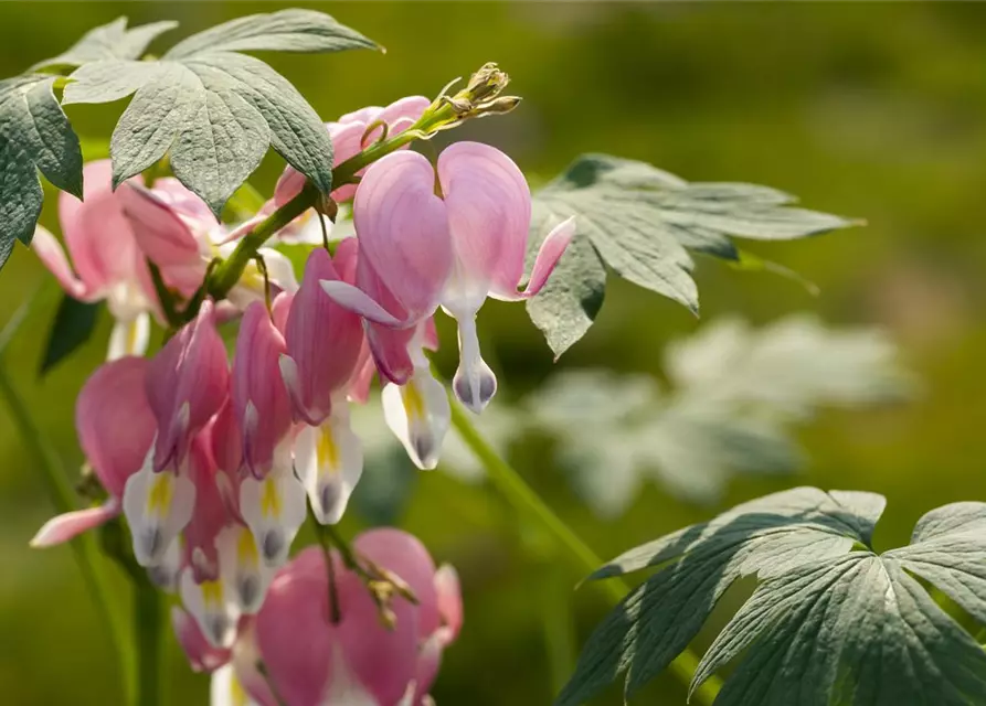 Dicentra spectabilis