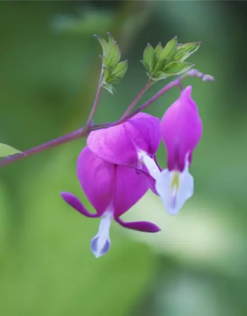 Dicentra spectabilis