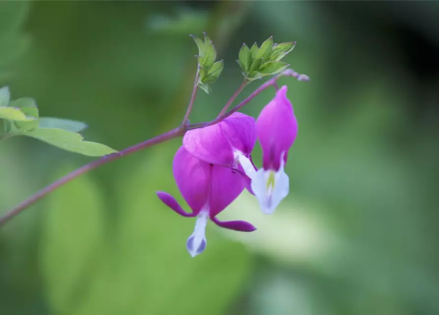 Dicentra spectabilis