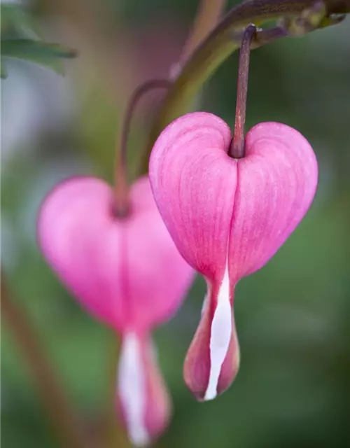 Dicentra spectabilis