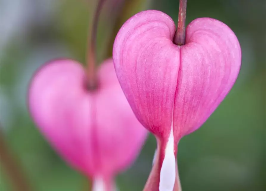 Dicentra spectabilis