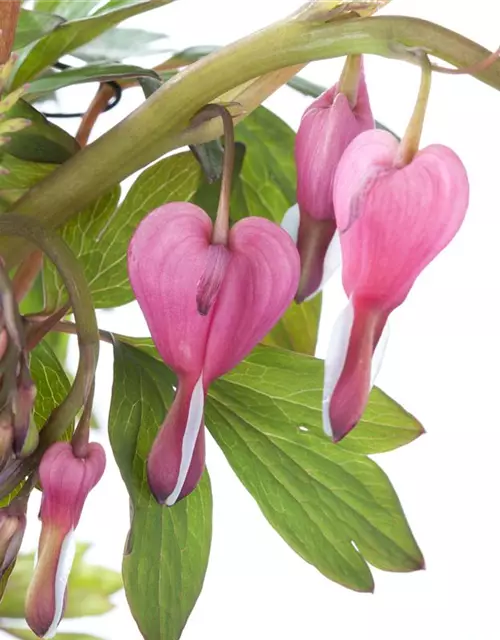 Dicentra spectabilis