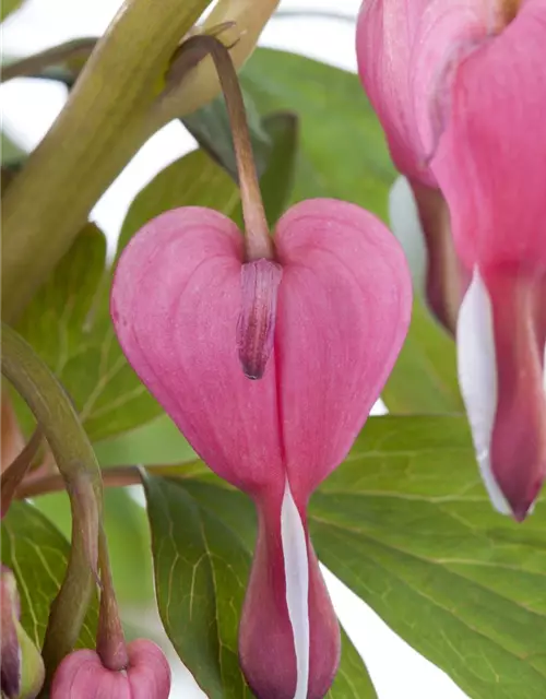 Dicentra spectabilis