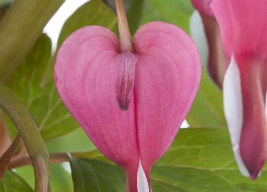 Dicentra spectabilis