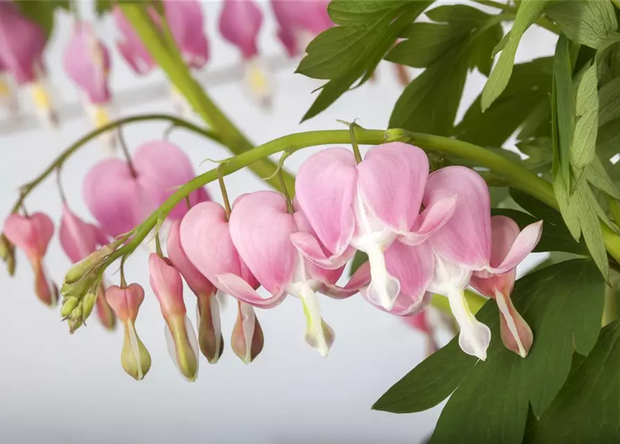 Dicentra spectabilis