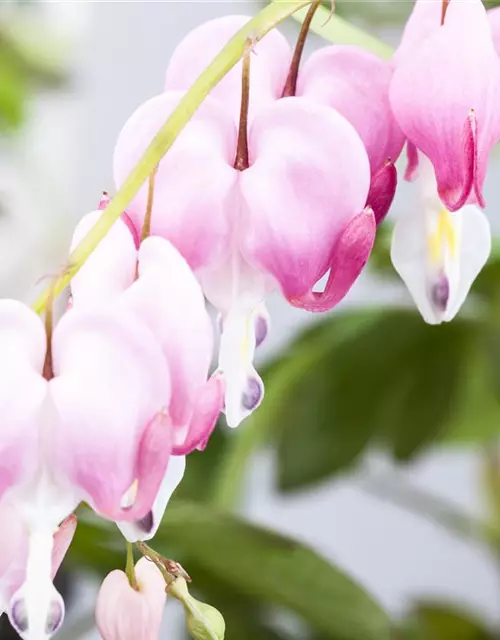 Dicentra spectabilis