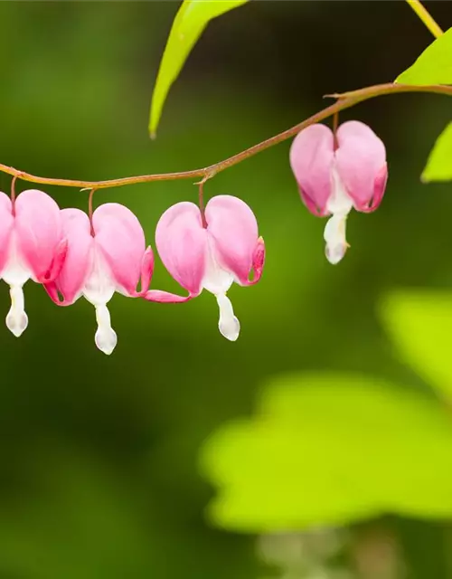 Dicentra spectabilis