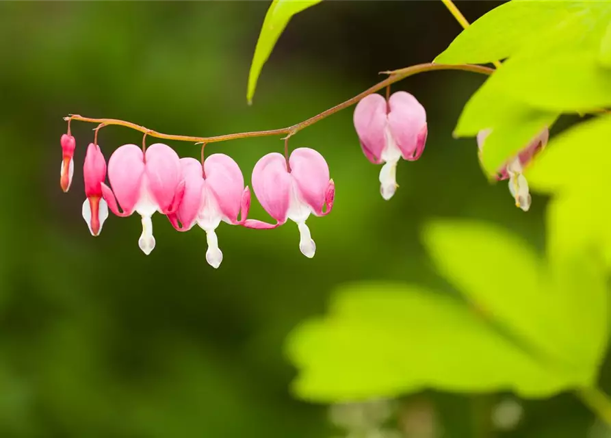 Dicentra spectabilis