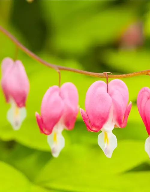 Dicentra spectabilis