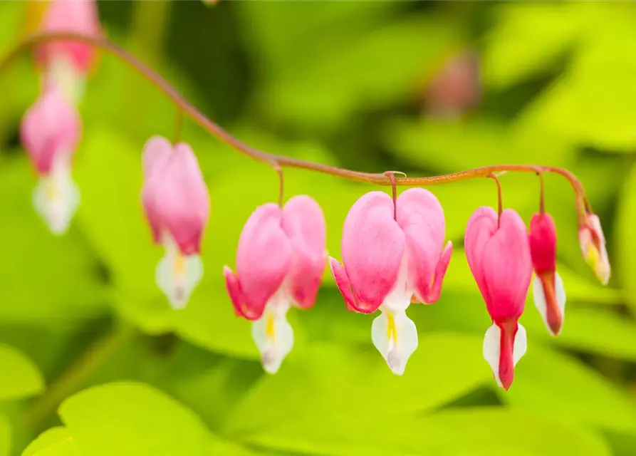 Dicentra spectabilis